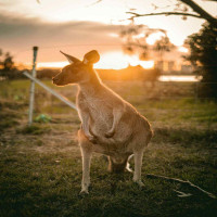 Discover the Beauty of Australia