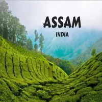 Mesmerizing Assam Escape