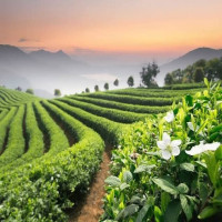 A Journey Through Royal Heritage, Misty Hills & Coffee Trails