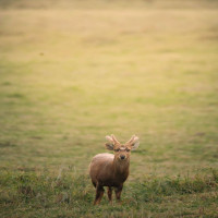 Wari Chora Adventure & Kaziranga Wildlife Meghalaya Tour