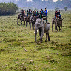 Kaziranga