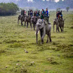 Kaziranga