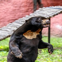Bear rescue centre