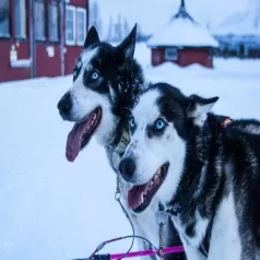 Husky safari