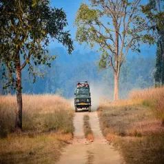 Jungle Safari