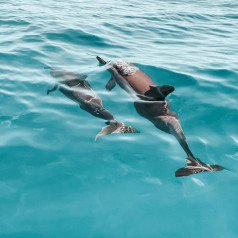 Dolphin Cruise