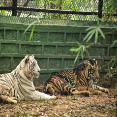 Nandankanan Park