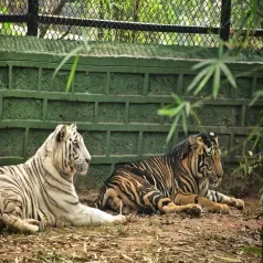 Nandankanan Park