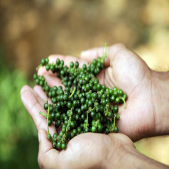 Spice Plantation