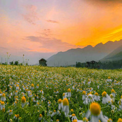 Valley of Flowers