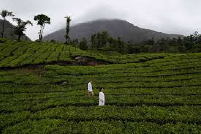 Day 02: Kochi  to Munnar