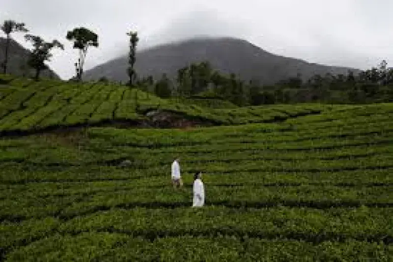 Day 02: Kochi  to Munnar