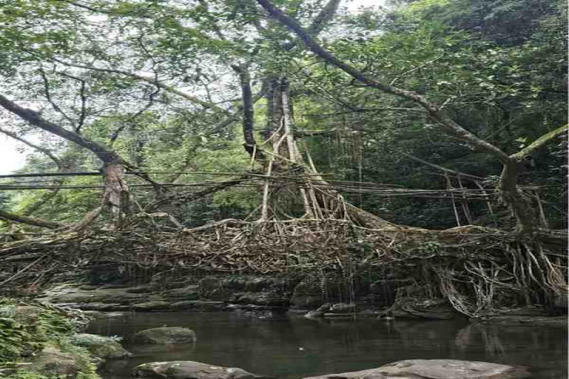 Day 03 : Double Decker Living Root Bridge