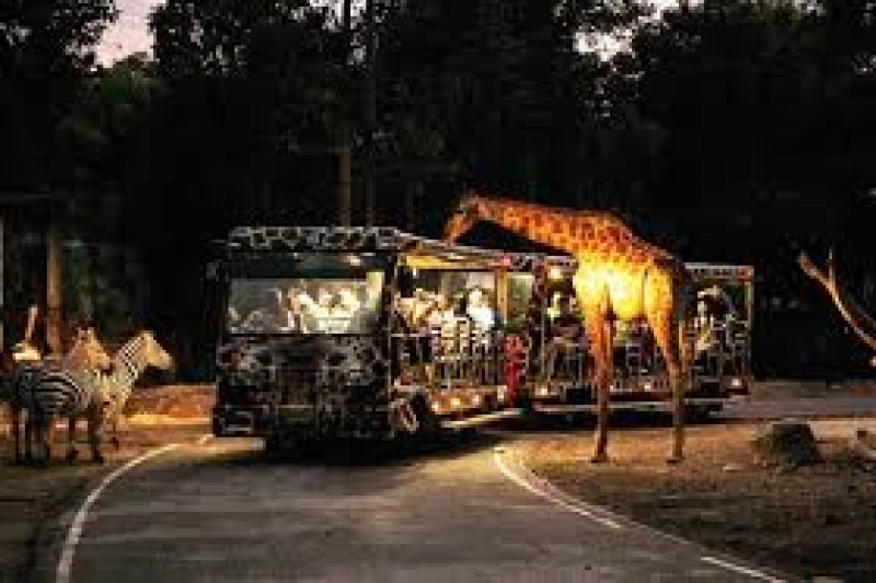 Day 04: Night Safari